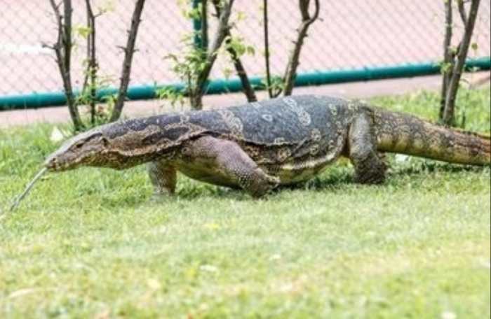 biawak berasal dari daerah