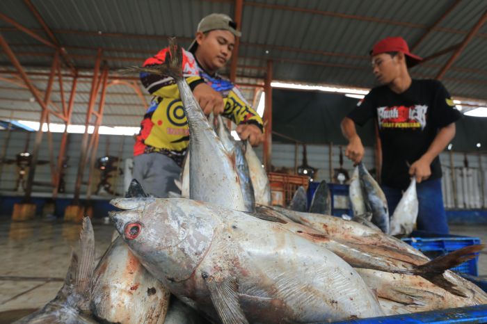 ikan laut yang tidak gatal