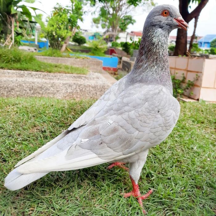 perbedaan burung merpati dan burung dara terbaru