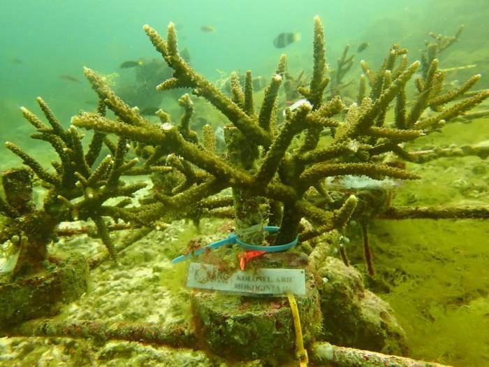karang terumbu nusantara ekosistem semangat penyelamatan pancasila adopsi