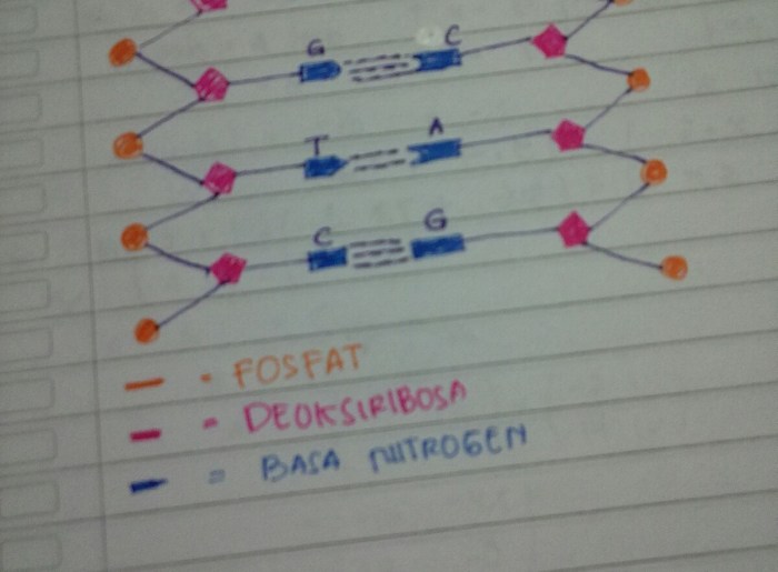 Skema untai dna yang memiliki 6 nukleotida