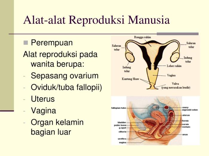 Reproduksi wanita organ alat struktur fungsi perempuan pelajaran