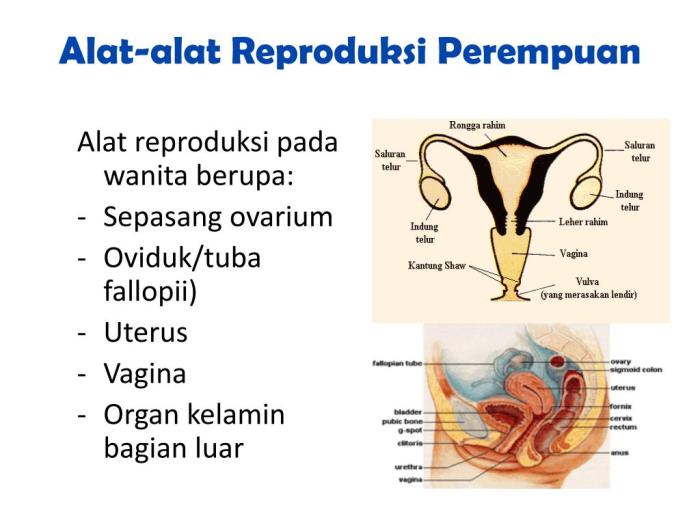 reproduksi anatomi fisiologi wanita