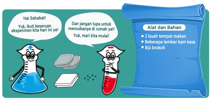 alat dan bahan membuat kecambah