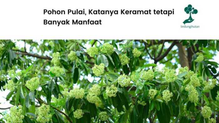 alur cerita pendek pohon keramat