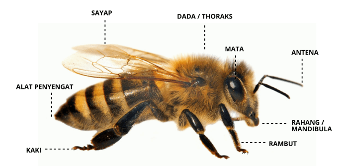 bagian tubuh lebah dan fungsinya