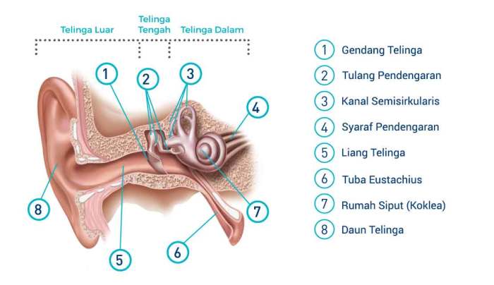 mekanisme pendengaran pada hewan