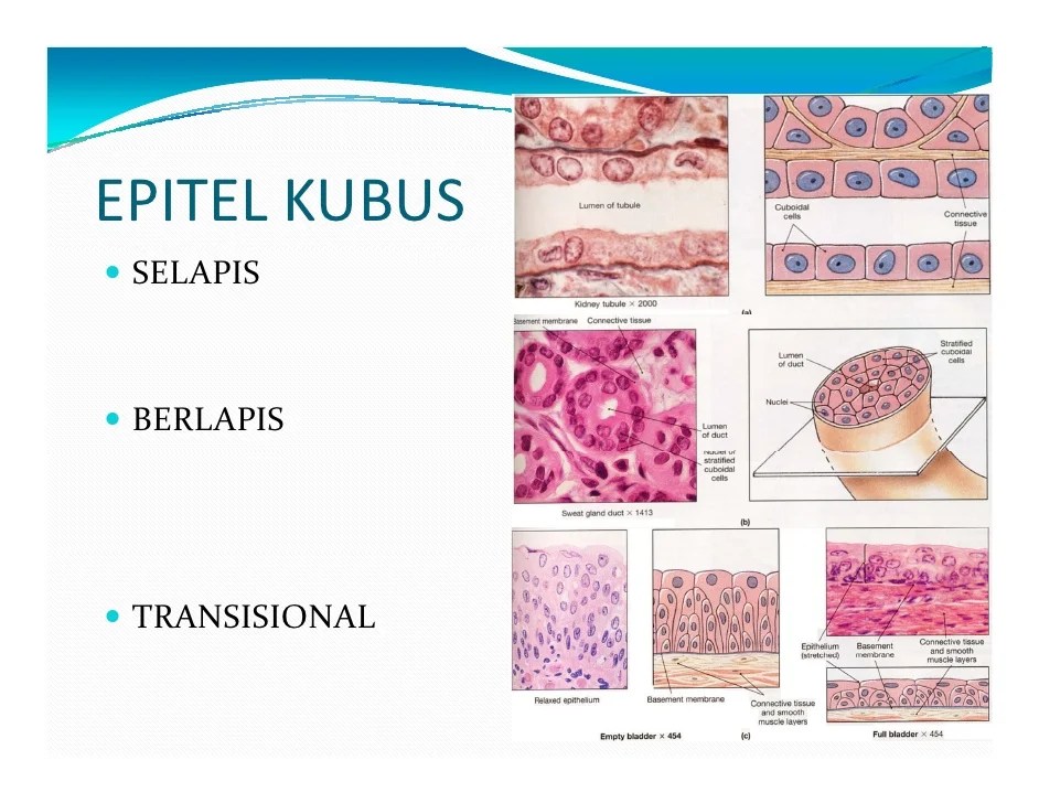 gambar epitel pipih berlapis banyak terbaru