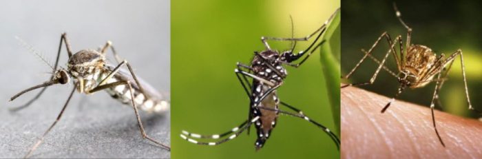 Nyamuk bagian anopheles tubuh aedes morfologi aegypti hitam