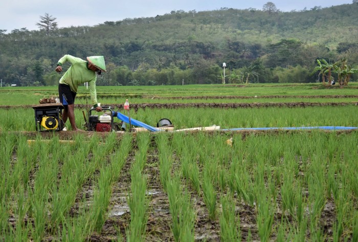 potensi pertanian di indonesia terbaru