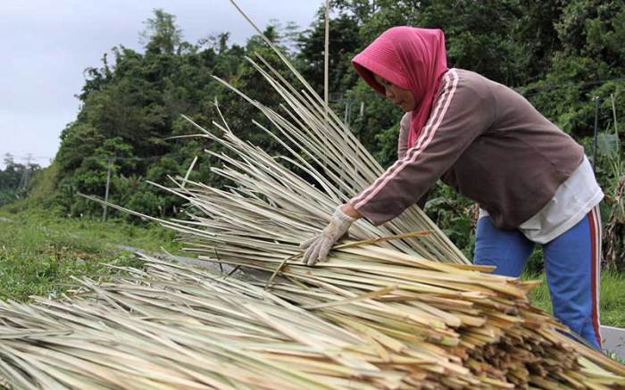 Bahan anyaman daun pandan diambil dari daun