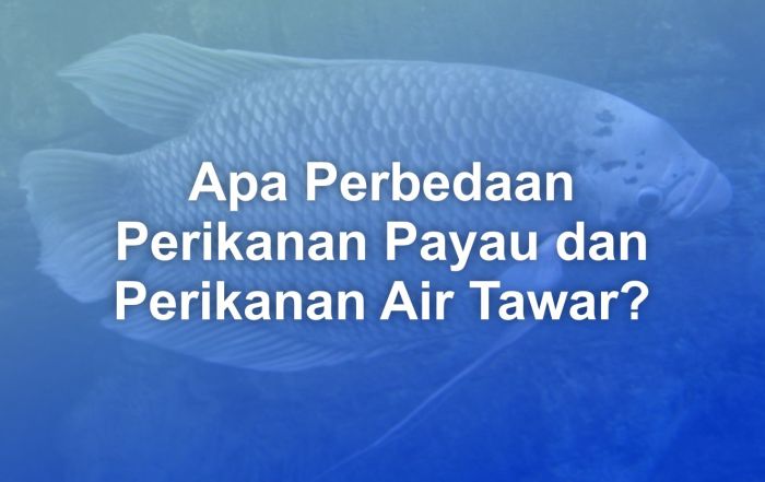 perbedaan bandeng laut dan tawar terbaru