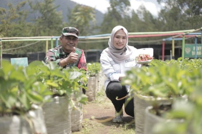 tanaman tahunan dan musiman terbaru