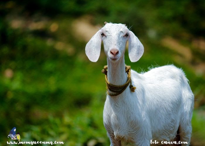 persamaan qurban dan aqiqah terbaru