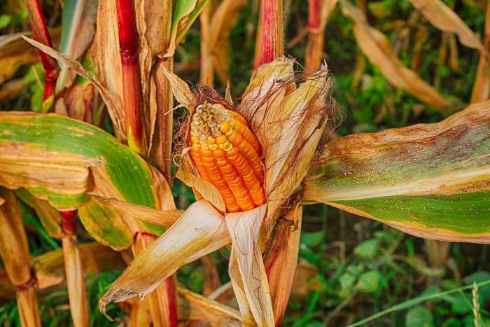 rohrkolben latifolia typha cattail tifa tanaman corn wodnym oczku tepung cattails wodna stagno praktis pakai dibuat tinggal jadi liar pałka