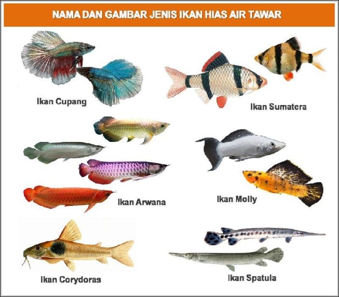 nama latin ikan air tawar