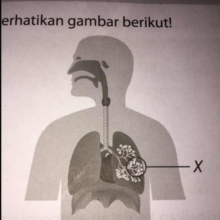 ditunjukkan fungsi yang huruf bagian sistem pernapasan organ