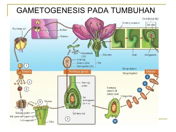 Gametogenesis pada tumbuhan tingkat tinggi