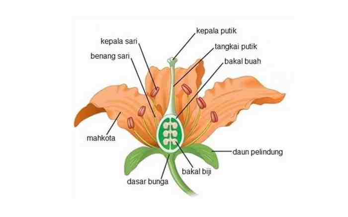 bunga anggrek dan bagian bagiannya terbaru