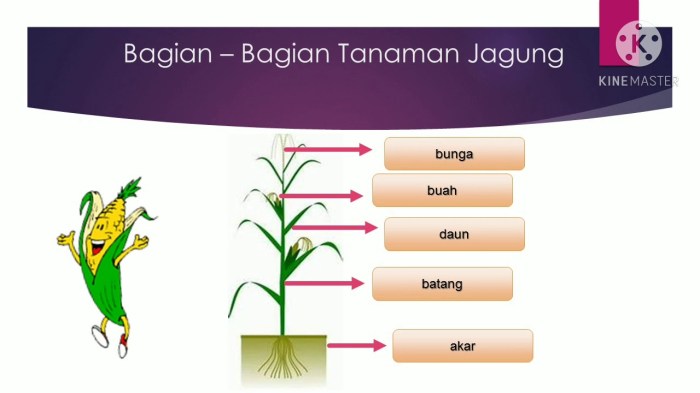 bagian tanaman kedelai yang dimakan terbaru