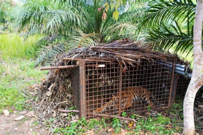 sapi daging bagian empuk sedap enak gurih potongan pinterpandai