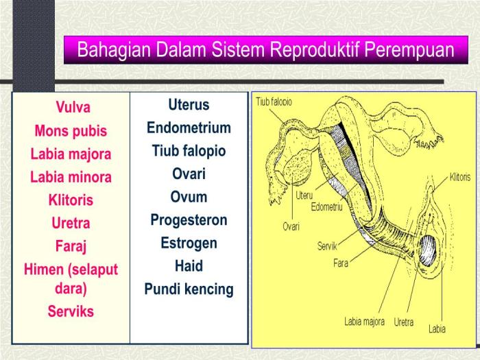 soal organ reproduksi wanita