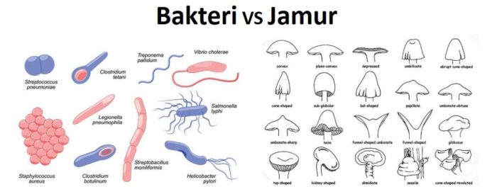 perbedaan bakteri dan jamur