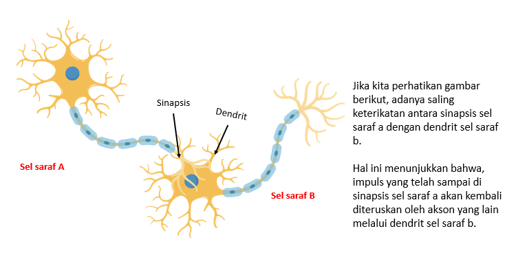 penghantar impuls melalui neuron terbaru