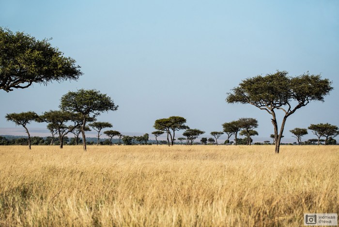 perbedaan savana dan sabana terbaru