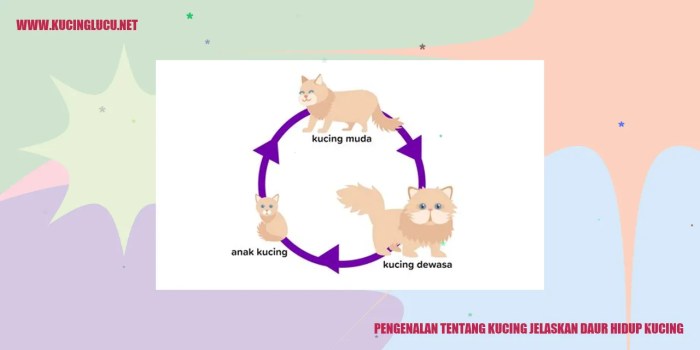 jelaskan daur hidup kucing terbaru