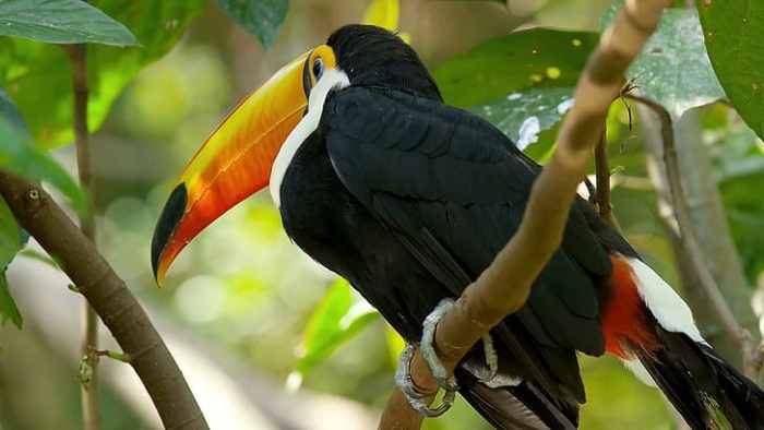 burung kuning parrot gambar cabang hewan margasatwa fauna paruh bertengger beo finch