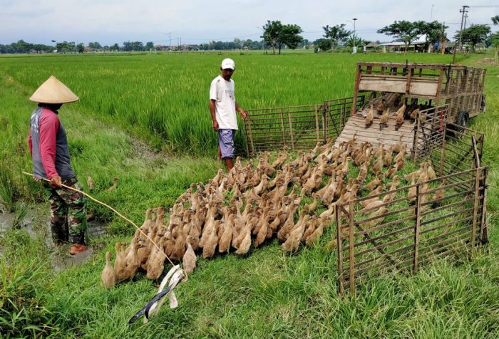 bebek menetas berapa hari terbaru