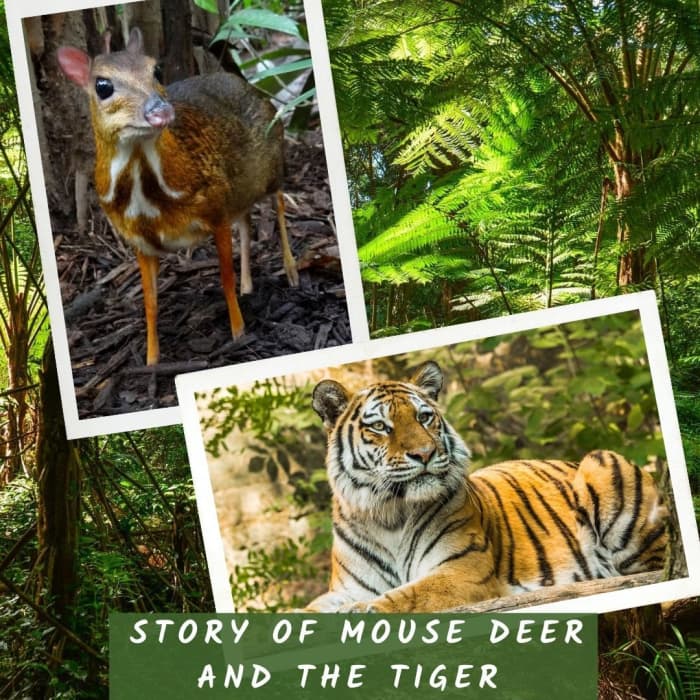 the mouse deer and the tiger