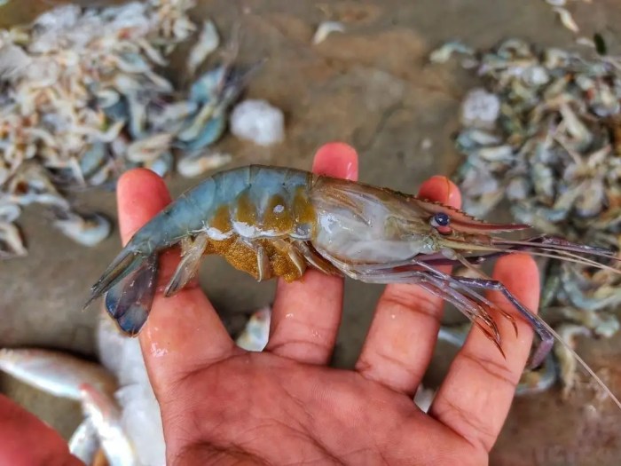 waktu pemberian pakan sapi yang tepat terbaru