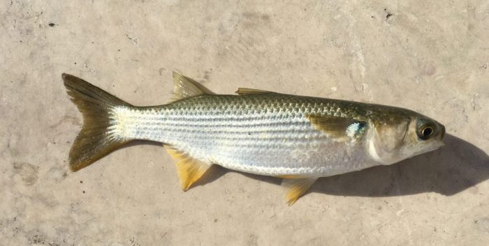 ikan belanak umpan mancing memancing pancing kenali mahasiswa 1815