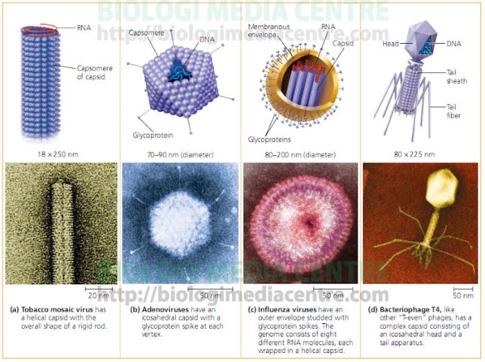 sars cov antigen labeled virion proteins laboratorium tests rna nucleocapsid labelled fda antigens vaccines particle igi antibody tangguh tahan terhadap