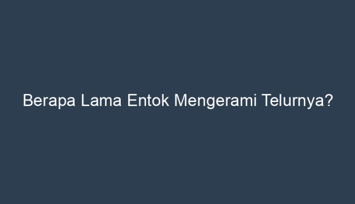 berapa lama bebek mengerami telurnya