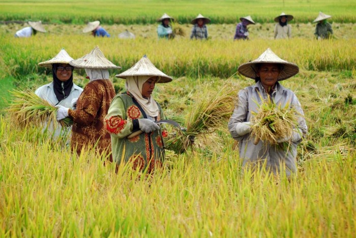 pertanian usaha bidang peternakan peluang pangan agribisnis jenis perikanan lahan pengelolaan bojonegoro kabupaten produktif varietas binjai panen petani saatnya halal