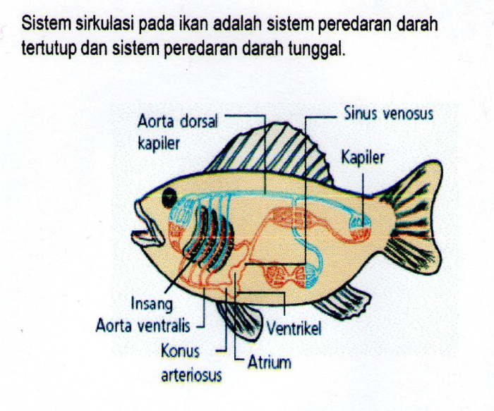 burung darah peredaran sistem hewan jantung ikan vertebrata beserta penjelasannya reptil katak bilik tertutup haloedukasi kanan