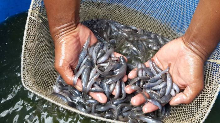 Ikan lele telur pemijahan bibit kakaban ternak pembenihan ijuk kolam budidaya penyimpanan terbaik lengkap panduan terlengkap cepat panen terpal penetasan