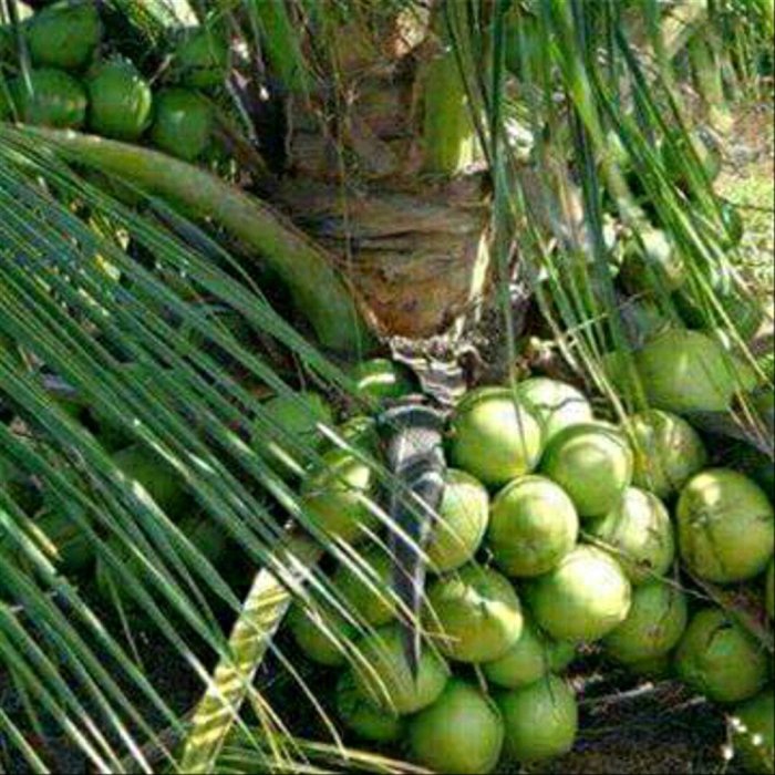 hibrida kelapa natuna pipil jagung mandalapos menjanjikan potensi