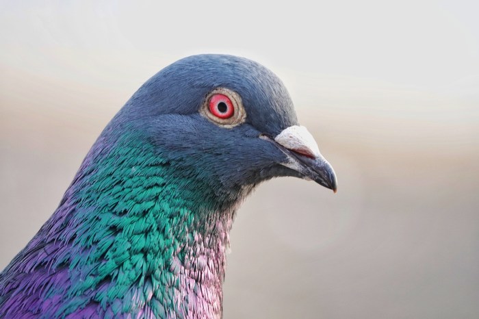 perbedaan burung merpati dan burung dara