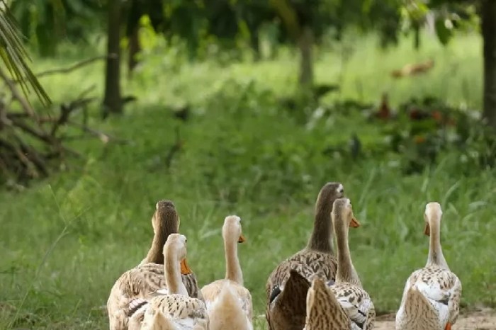 bebek bebek apa yang kakinya dua terbaru