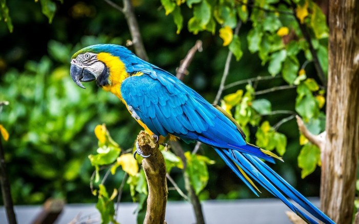 beo burung nias gracula berkembang biak religiosa khas hewan sekilas myna hill unggas sumatera pelihara utara ciri dilakukan binatang pulau