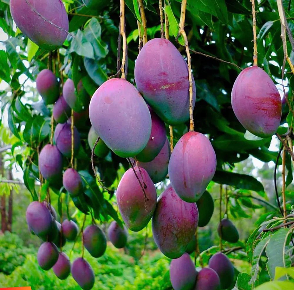 a mango tree usually hundreds of fruits terbaru