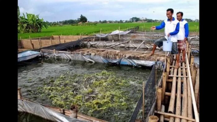 gambar bentuk wadah budidaya terbaru