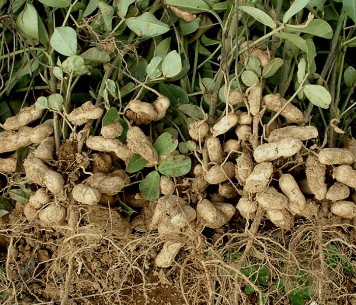 gambar batang kacang tanah terbaru