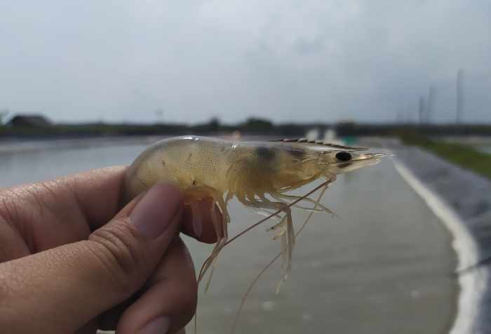 molting force metode persiapan penanganan