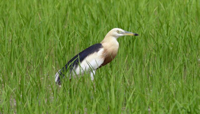 hewan yang memakan tikus di sawah adalah terbaru