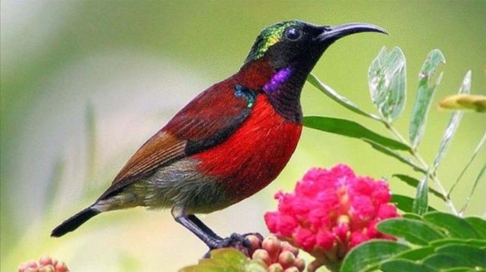 Burung yang berbulu hitam dan bersuara keras